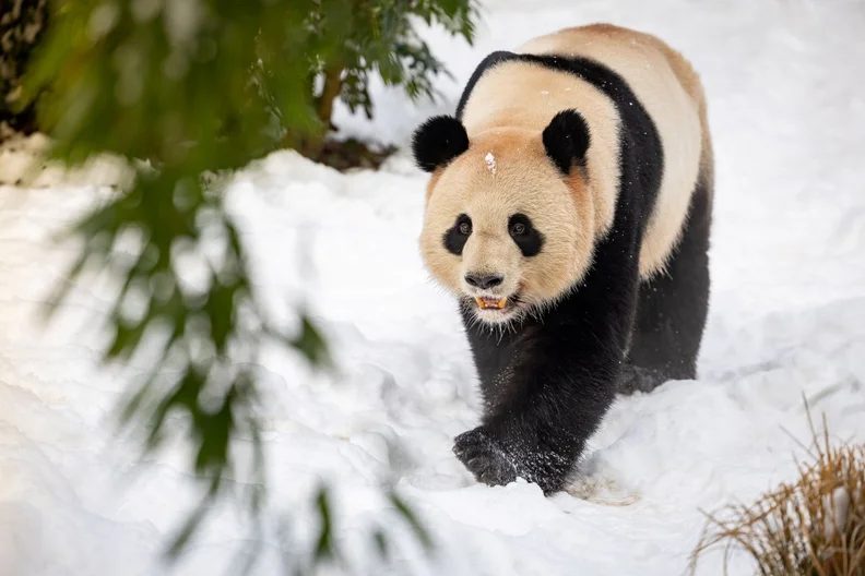 Imagen de la fuente — Advent and winter tours at Berlin Zoo