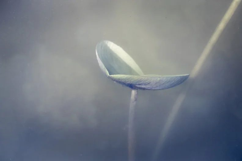 Bild der Quelle — Exhibition opening: Wabi Sabi – A Photographic Exploration