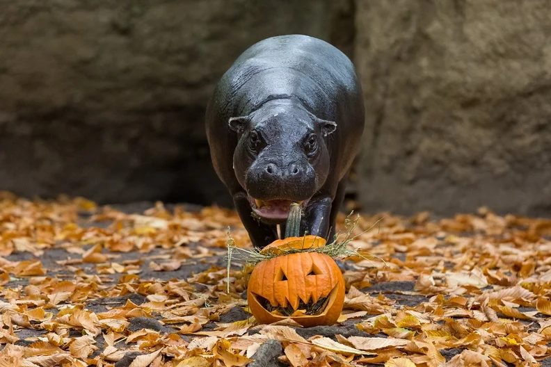 출처 이미지 — Spooky wildlife at Berlin Zoo