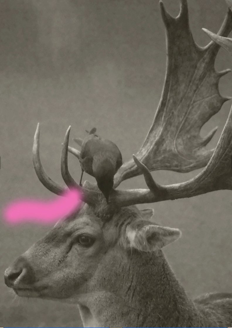 Imagem da fonte — Exhibition Talk at the exhibition "If Animals Could Talk"