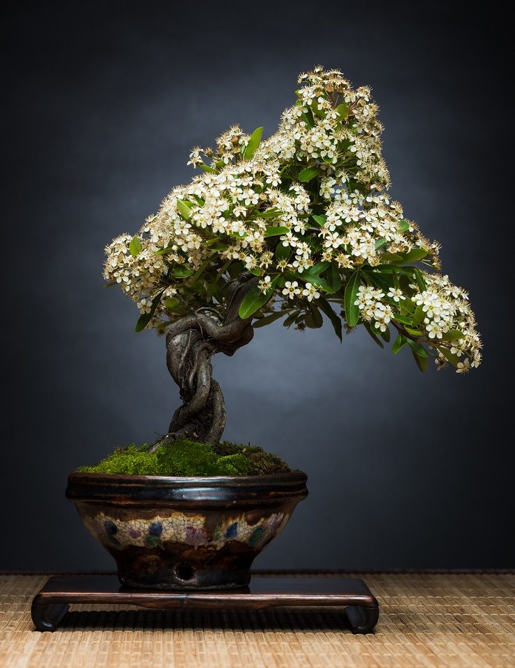 Imagem da fonte — Oficina de bonsai