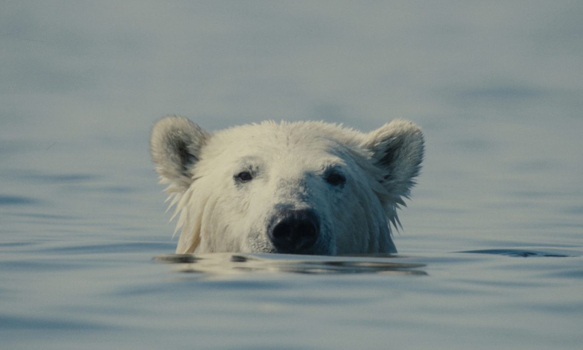 Source image — Nuisance Bear | Berlin Premiere + Conversation