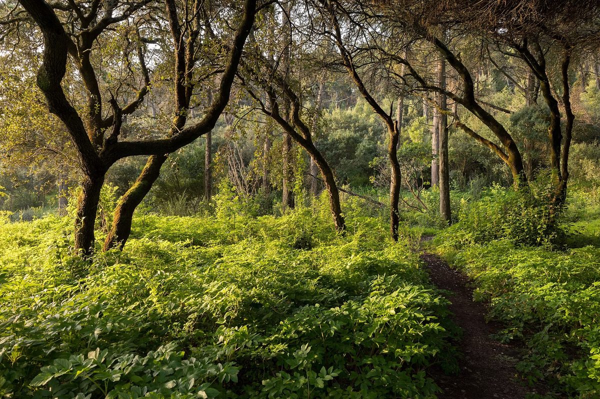 Afbeelding van de bron — Contar a floresta