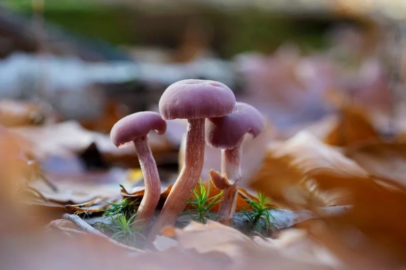 Source image — Fall Mushroom Hike at Hahneberg