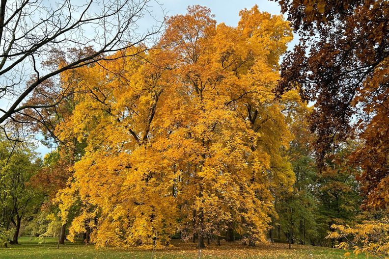 来源图片 — Sunday Tour—Today's Highlight... The Superlatives of Trees