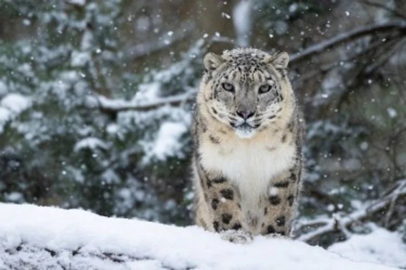 Imagen de la fuente — Advent and winter tours in the Tierpark Berlin