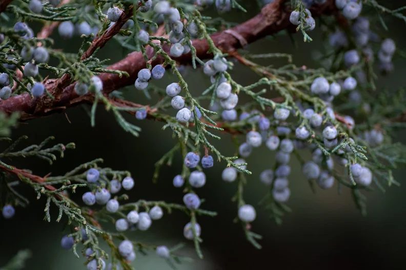 出典の画像 — Staying Fit Through the Winter—With the Power of Herbs