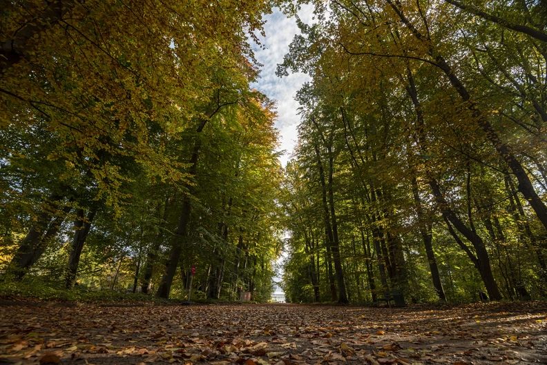 Immagine della fonte — Relax, Let Go, Recharge—Forest Bathing for a Team