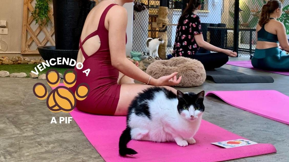 Bild der Quelle — YOGATERIA SOLIDÁRIA - Vencendo a PIF