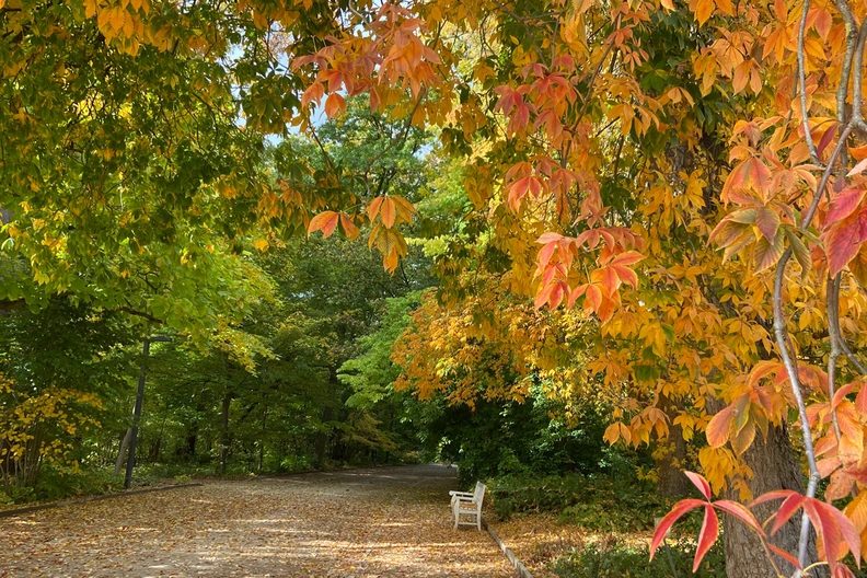 Bild der Quelle — Relax, Let Go, Recharge—Forest Bathing for Older Adults or People with Limited Mobility